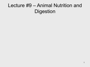 Lecture #10 – Animal Nutrition and Digestion