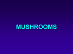 mushrooms - Hatzalah of Miami-Dade
