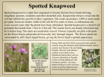 Spotted Knapweed Poster