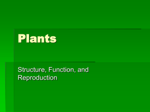 Plants