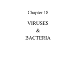 viruses_bacteria