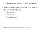 Chapter 7 - Harvesting Chemical Energy