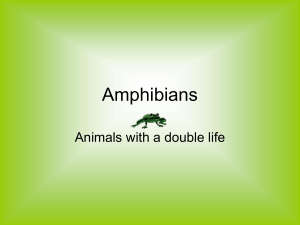 Why amphibians breathe through their skin