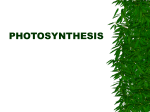 photosynthesis