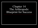 Chapter 14 The Arthropods: Blueprint for Success