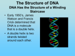 The Structure of DNA DNA Has the Structure of a Winding Staircase