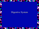 Digestive_Systemanswers10 [1]
