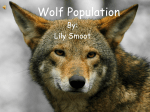 Wolf Population