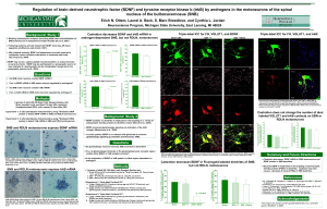 If so, is trkB mRNA in SNB motor neurons