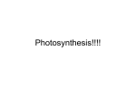 Photosynthesis!!!!