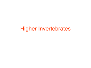 Higher Invertebrates