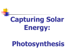 Photosynthesis - kestrelteambiology
