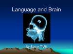 nervous system part 8 Language and Brain