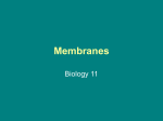 Membranes - hrsbstaff.ednet.ns.ca