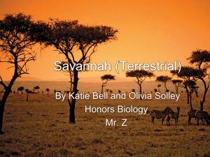 Savannah (Terrestrial)