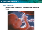 34.3 Fetal Development