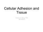 Cellular Adhesion and Tissue