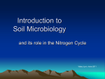 Nitrogen-fixing bacteria/archaea