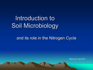 Nitrogen-fixing bacteria/archaea