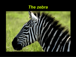 The zebra Description