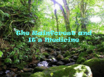 The Rainforest and It`s Medicine