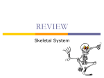 skeletal system review