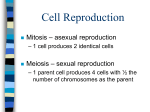 Phases of Mitosis