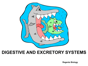 Digestion/Excretion PowerPoint