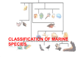 Classification of Marine Species