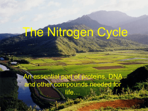 The Nitrogen Cycle - hrsbstaff.ednet.ns.ca