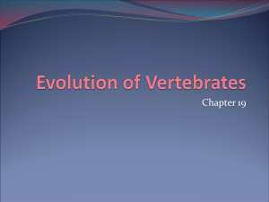 Evolution of Vertebrates