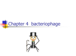 第4章 噬菌体