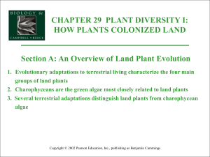 Plant Diversity I - Biology Junction