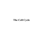 Cell cycle and mitosis