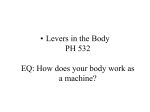 13-4 Levers in the Body 2013