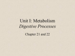 Digestive Processes