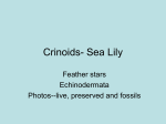 Crinoids- Sea Lily