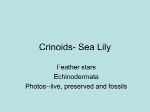 Crinoids- Sea Lily