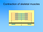 Neuromuscular Junction