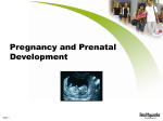 2.5 Pregnancy and Prenatal Development