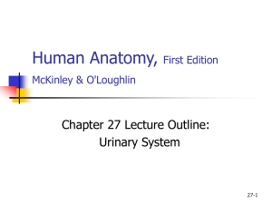 Urinary System