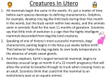 Creatures In Utero