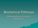 Biochemical Pathways - Valhalla High School
