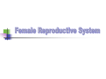 Reproductive 1