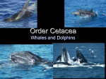 Order Cetacea
