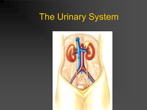 excretory system