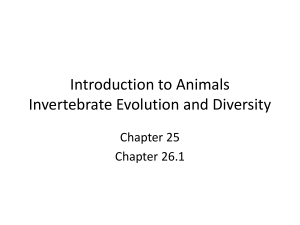 Introduction to Animals Invertebrate Evolution and Diversity