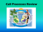 Cell Processes Review 2013