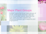 12C Major Plant Groups