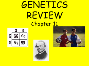 Chapter 11 Genetics Final Exam Review